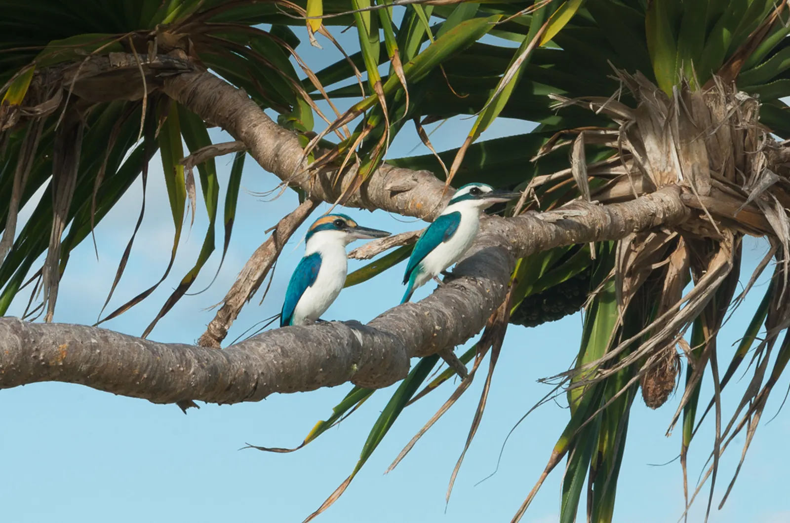 Kingfishers on a branch