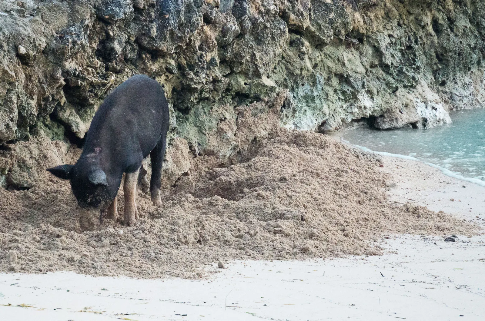 A pig on the white sand