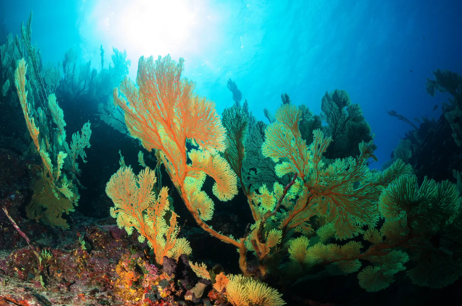 A thicket of gorgonians on the reef