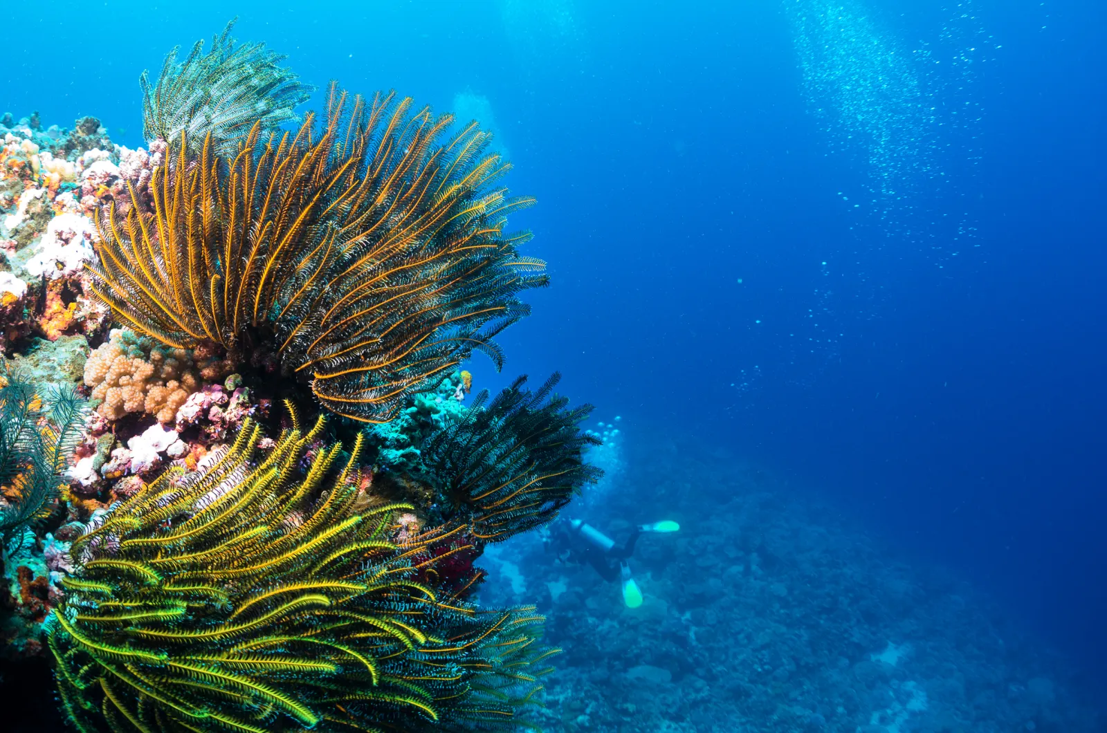 A crinoid on the reef
