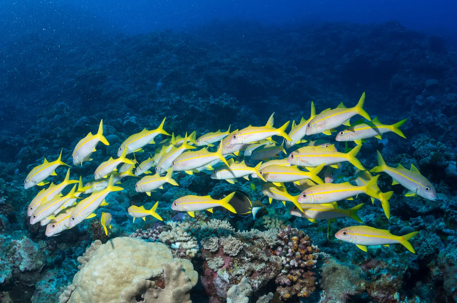 A school of yellow snapper