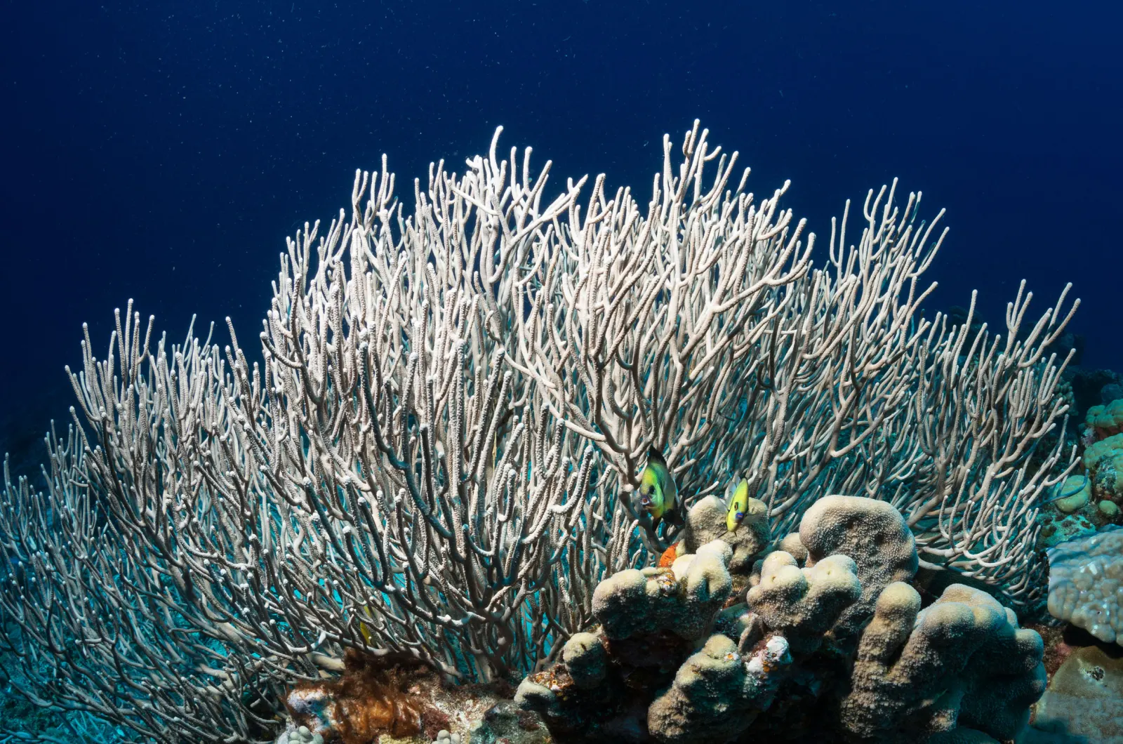 White gorgonians