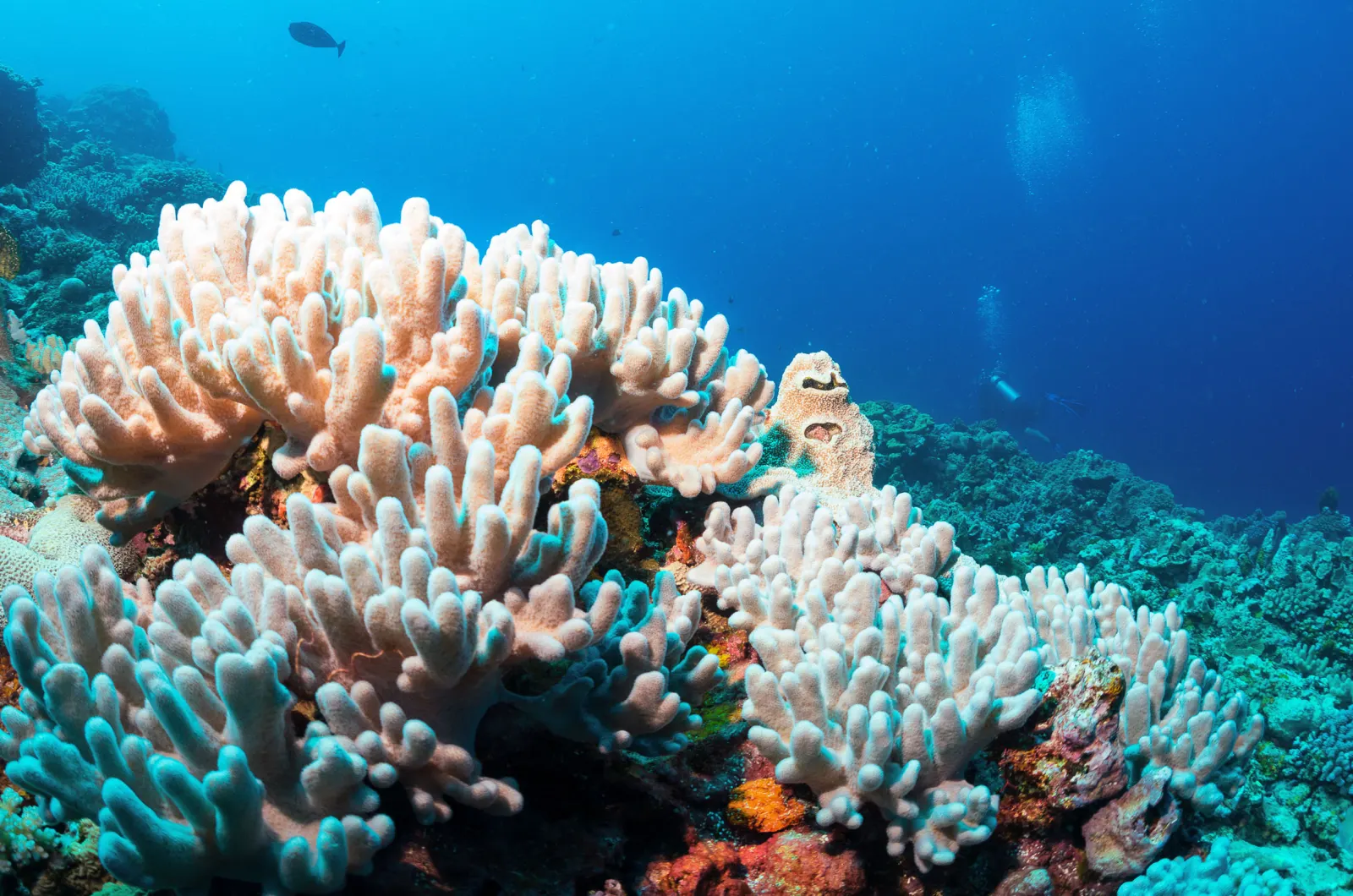 Staghorn coral