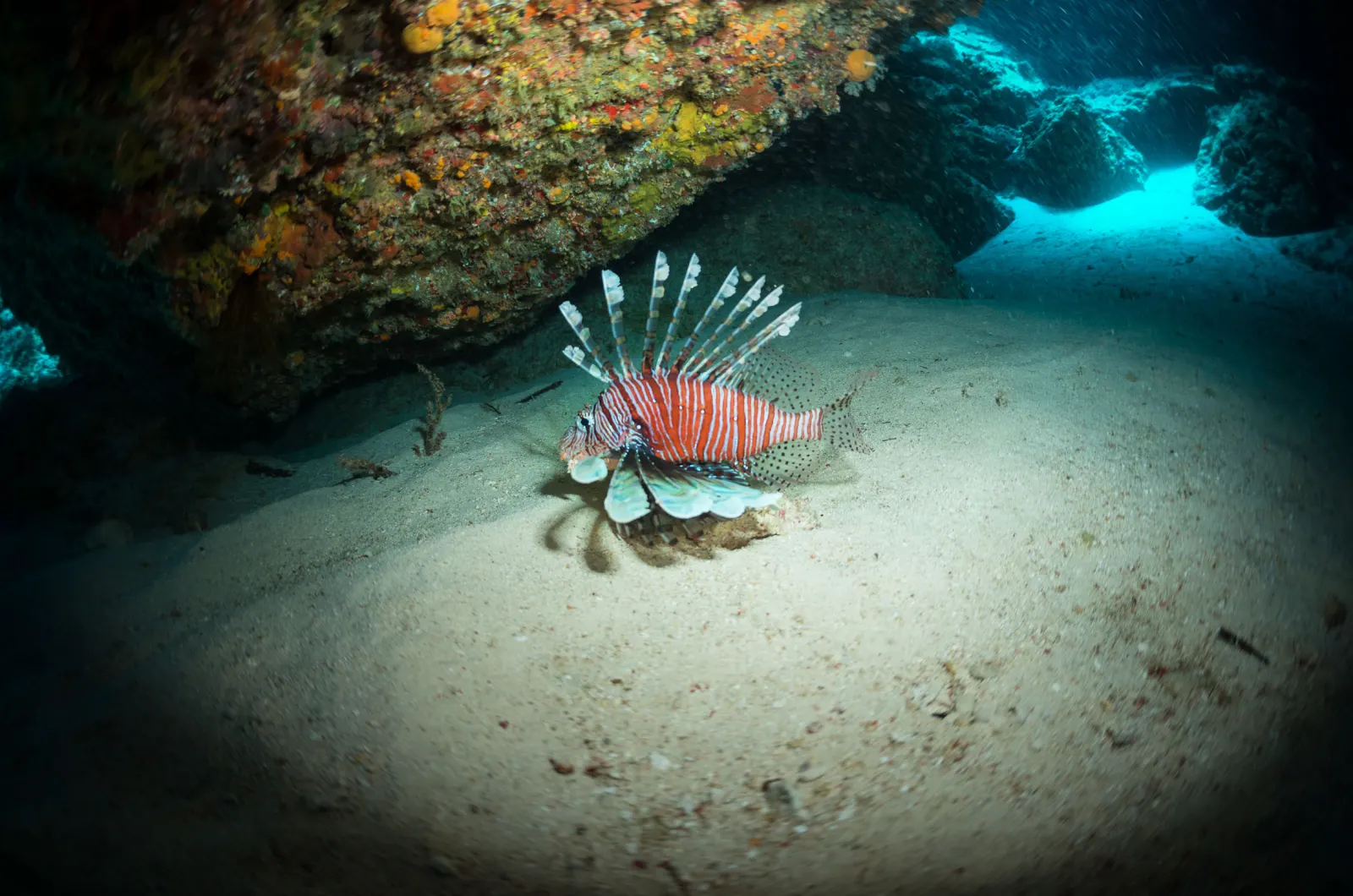 A lionfish over the sand