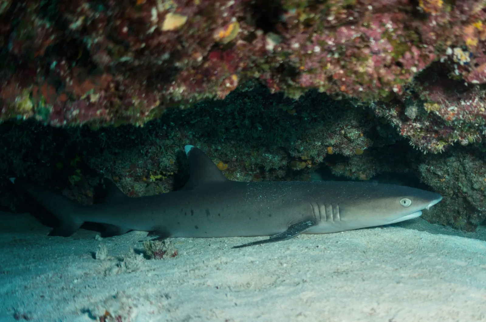 A whitetip reef shark under a ledge