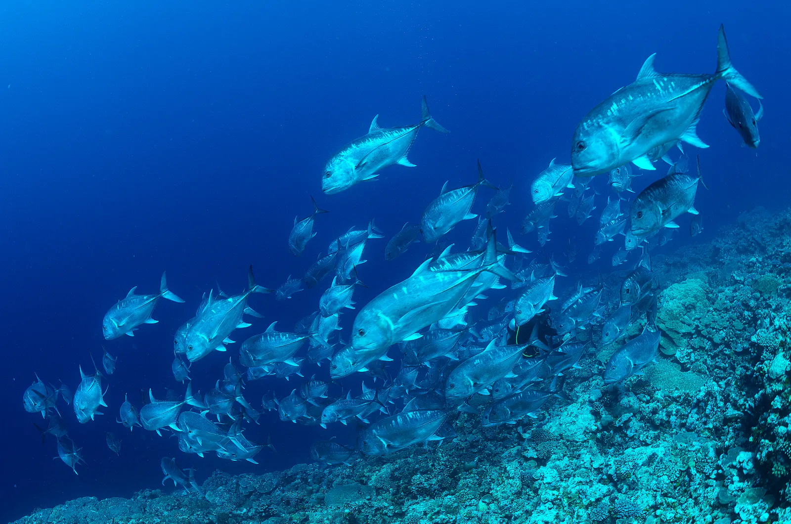 A school of trevally in the blue