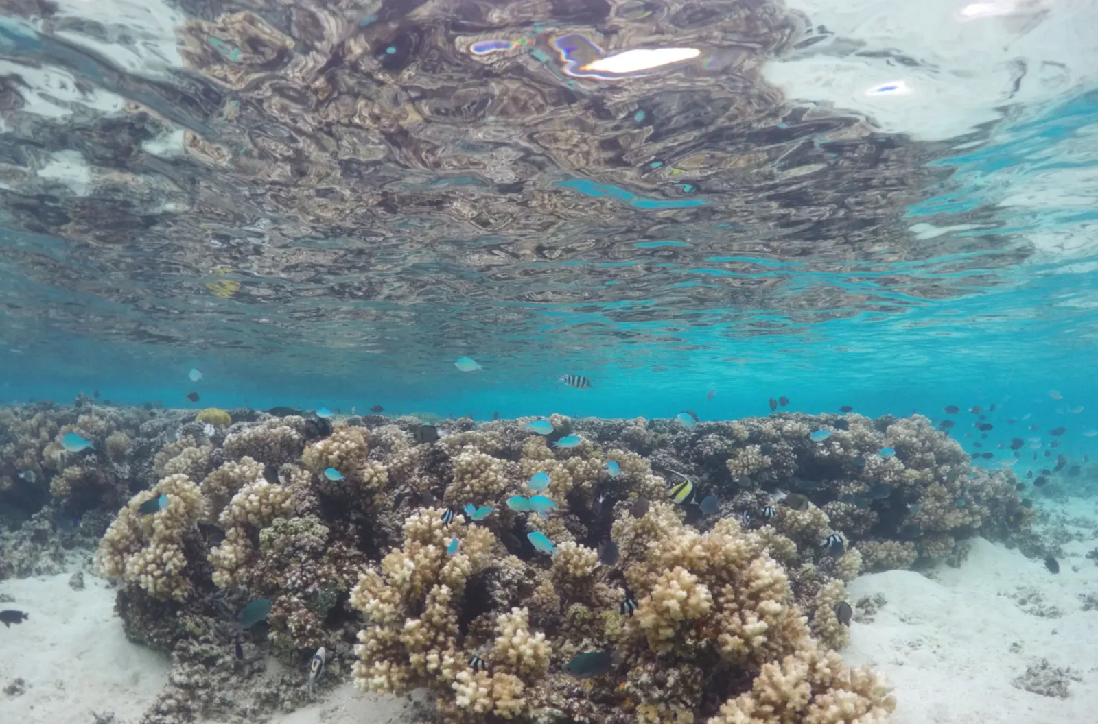 Snorkelling over the Japanese Coral Garden