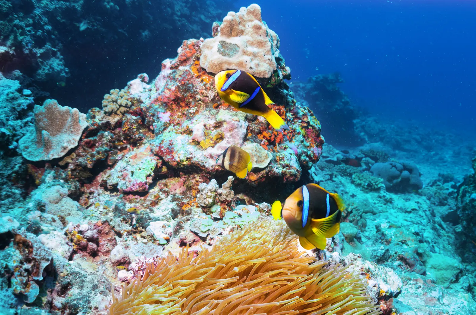 Reef off the coast of Vava'u