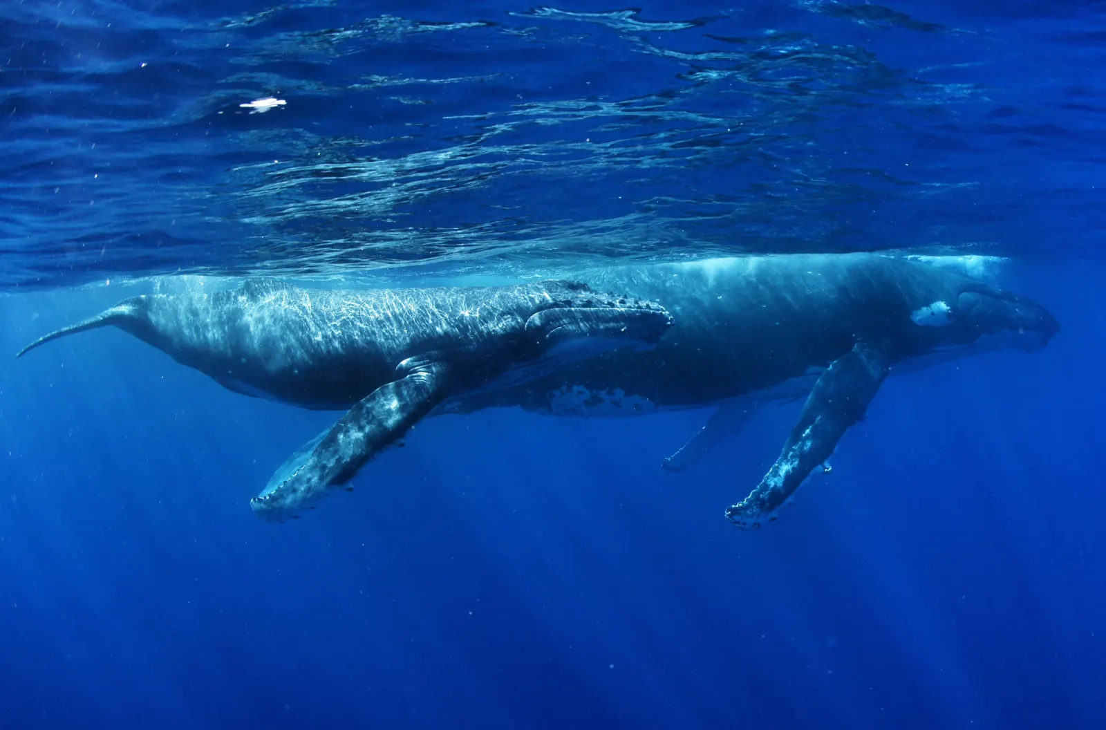 A humpback whale with her calf