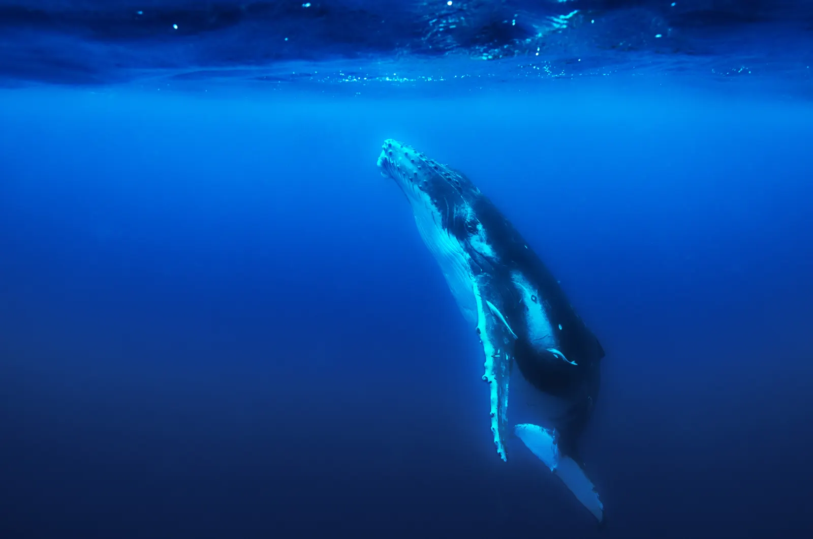 A pair of humpback whales in the depths