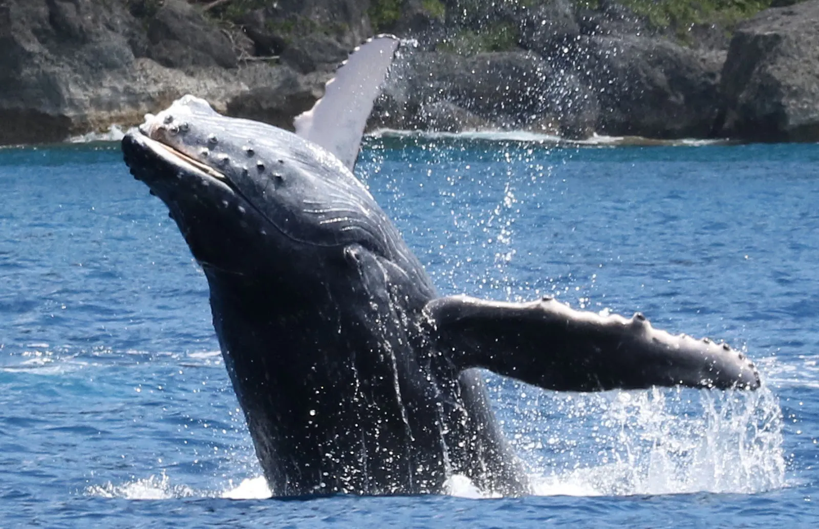 A whale breaching