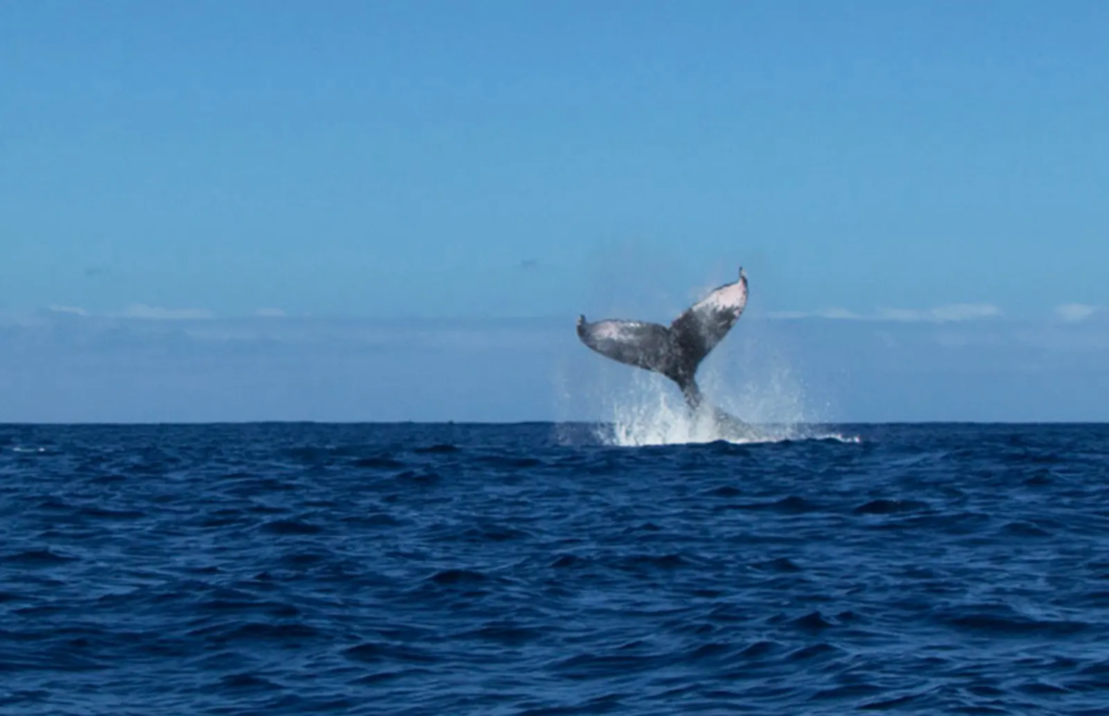 A whale slapping the water with its tail