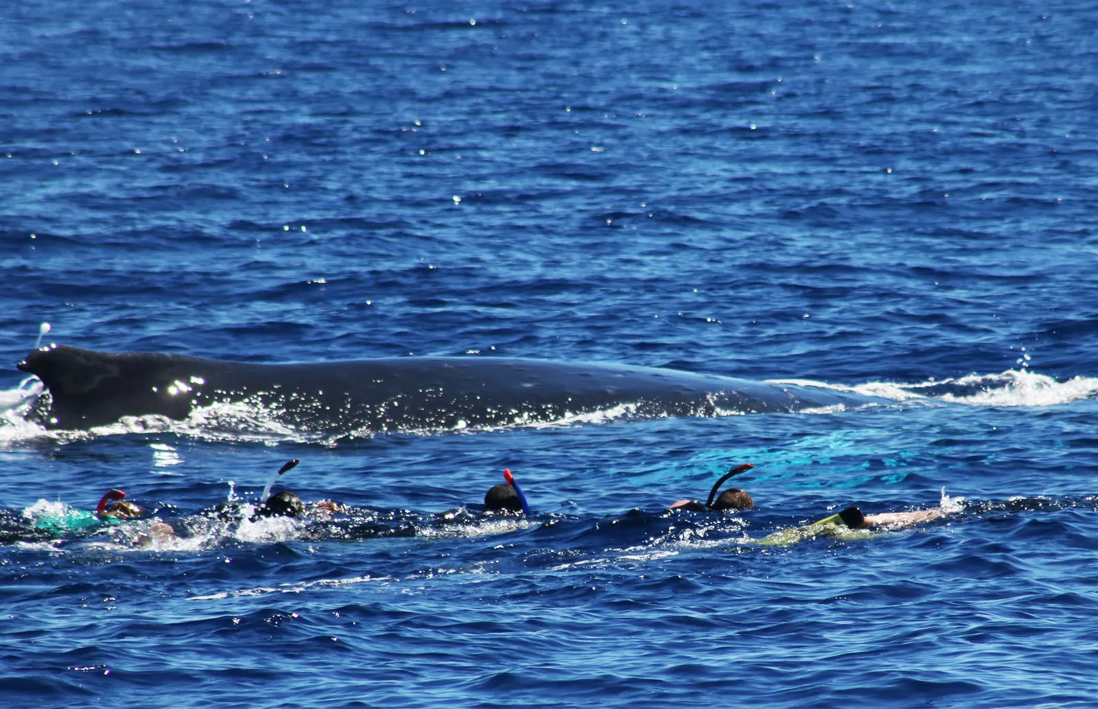 Swimmers beside a humpback whale