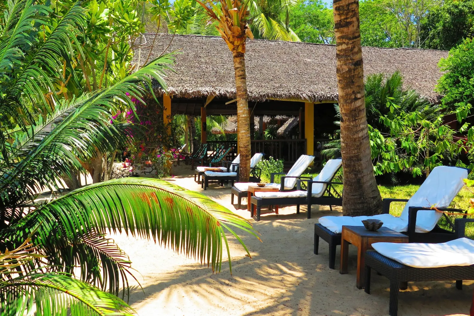 Sun loungers under the palms