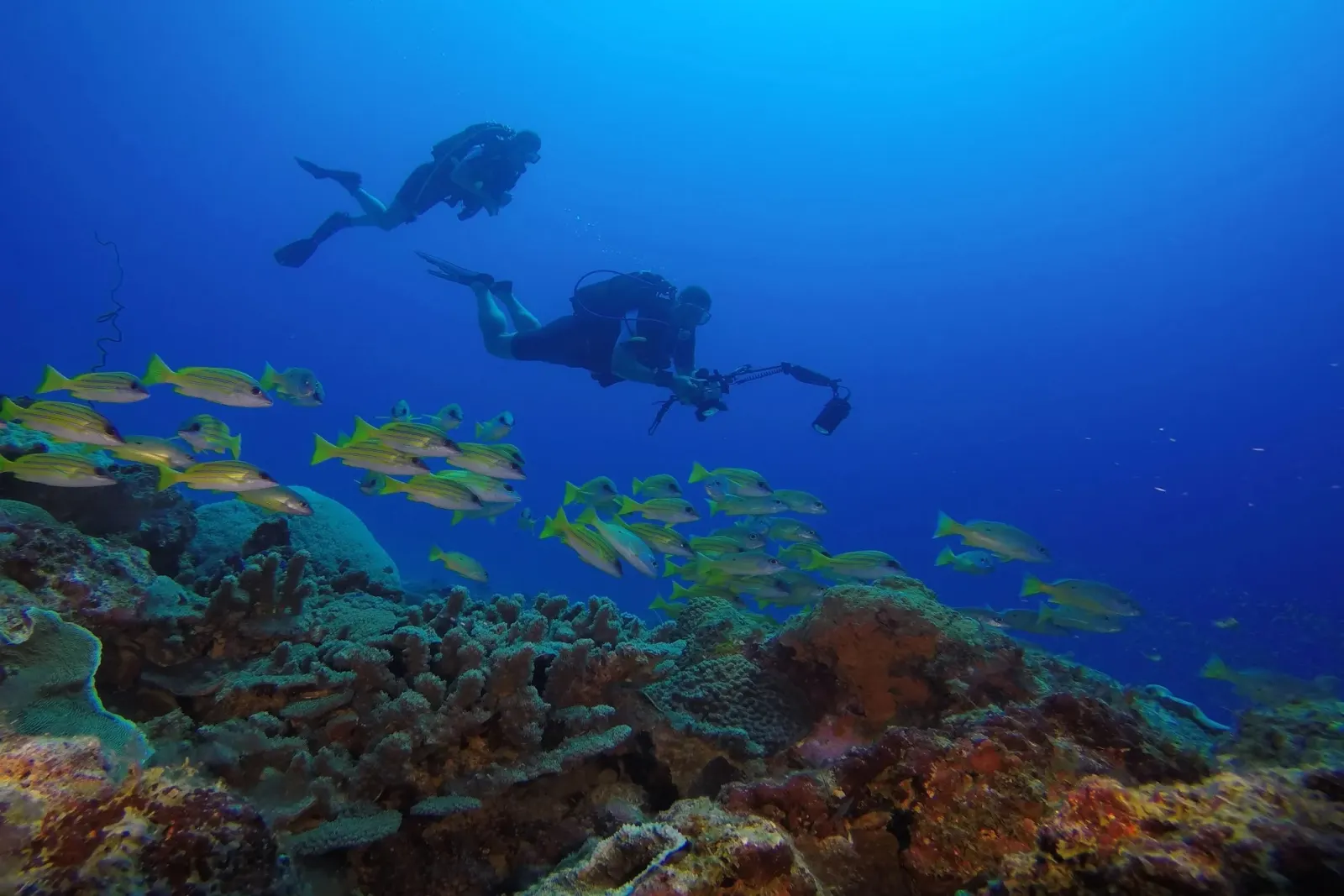 Divers over the reef with a school of fish