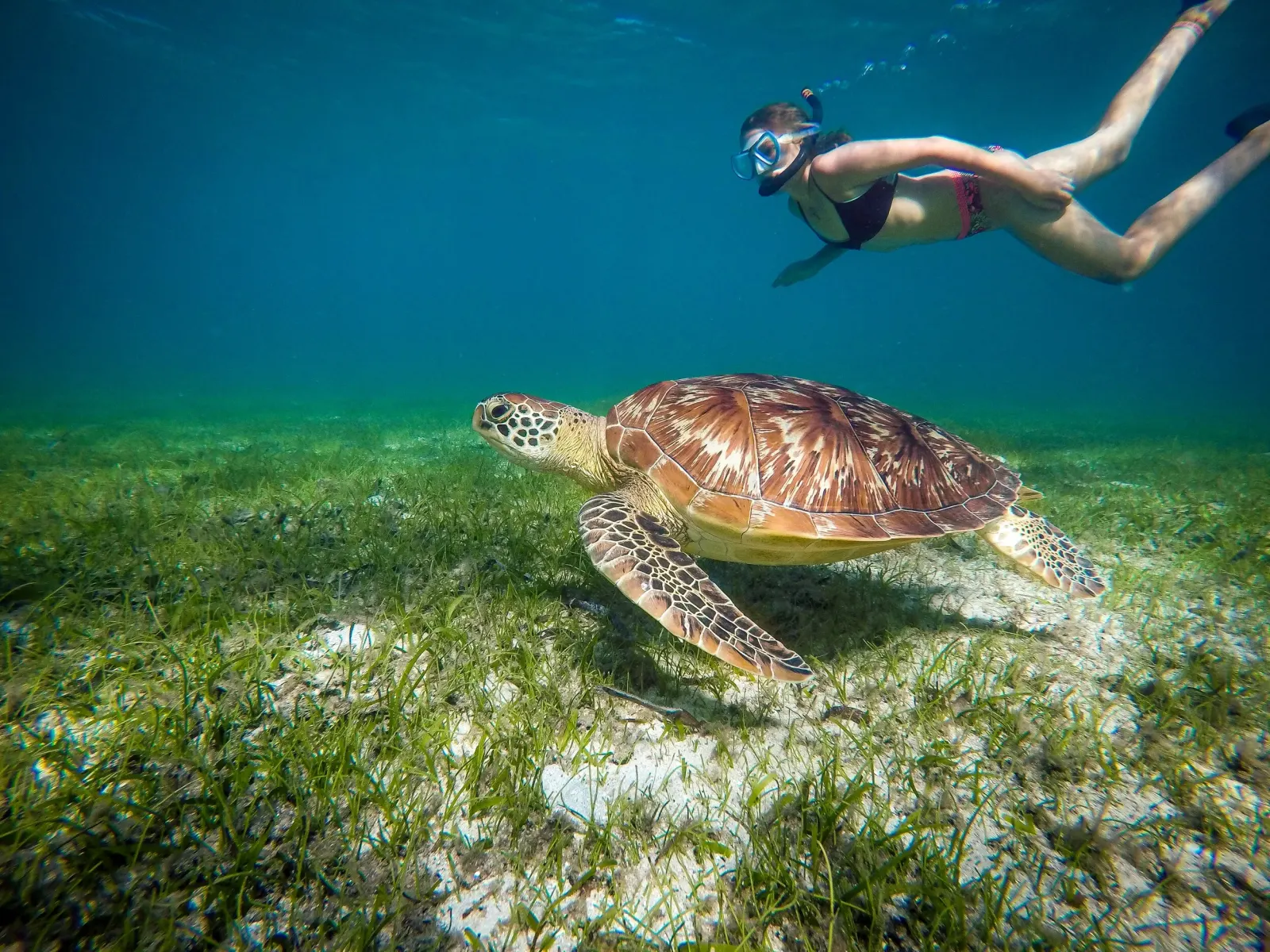 Snorkelling beside a green turtle