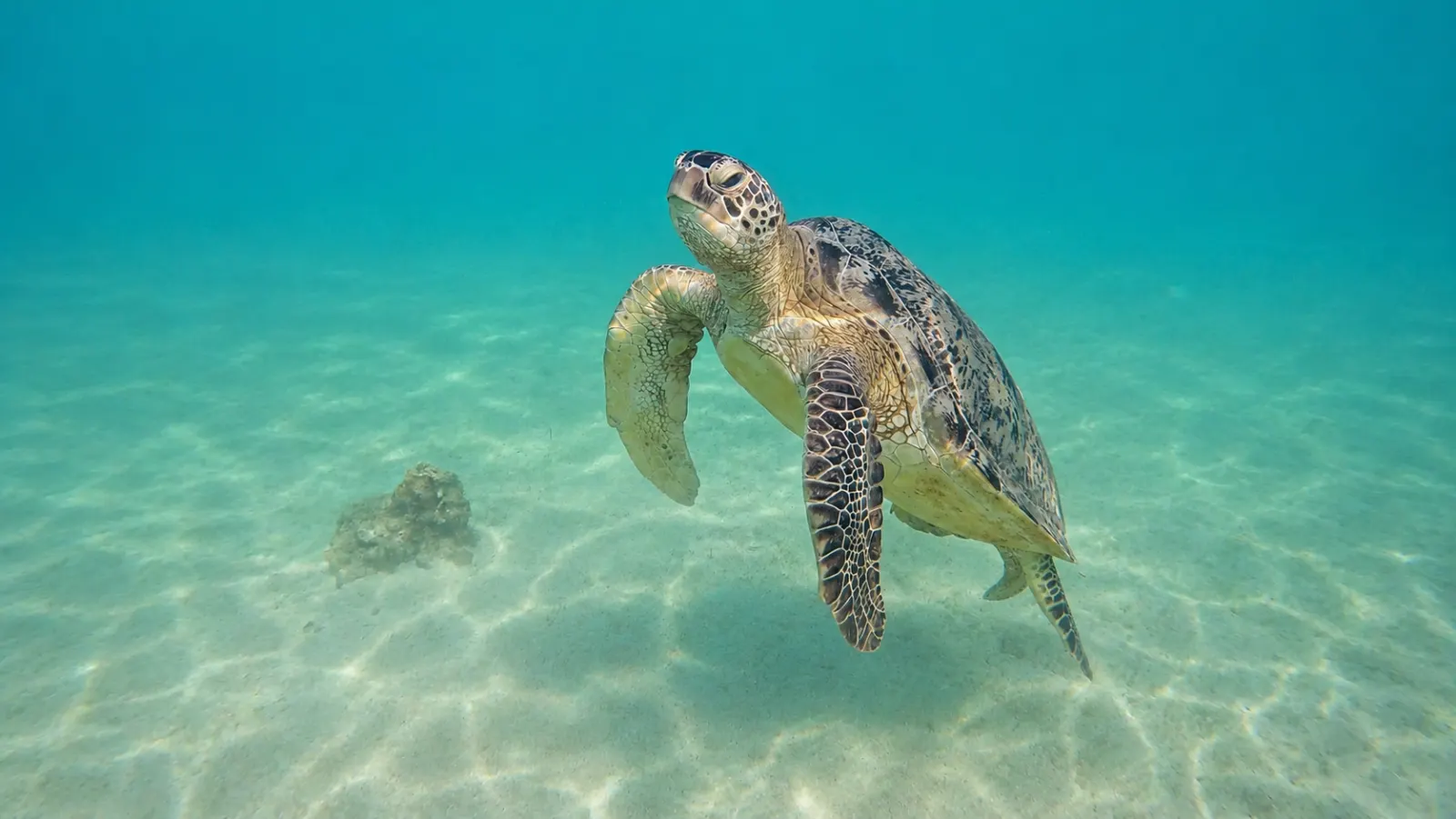 A green turtle over the seagrass