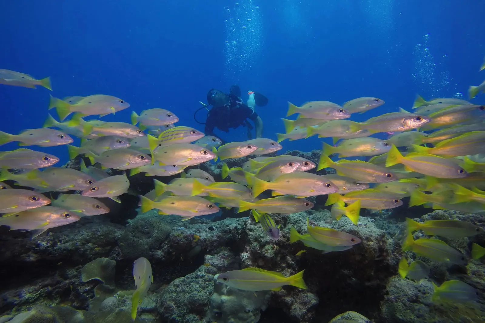 A school of snapper on the reef