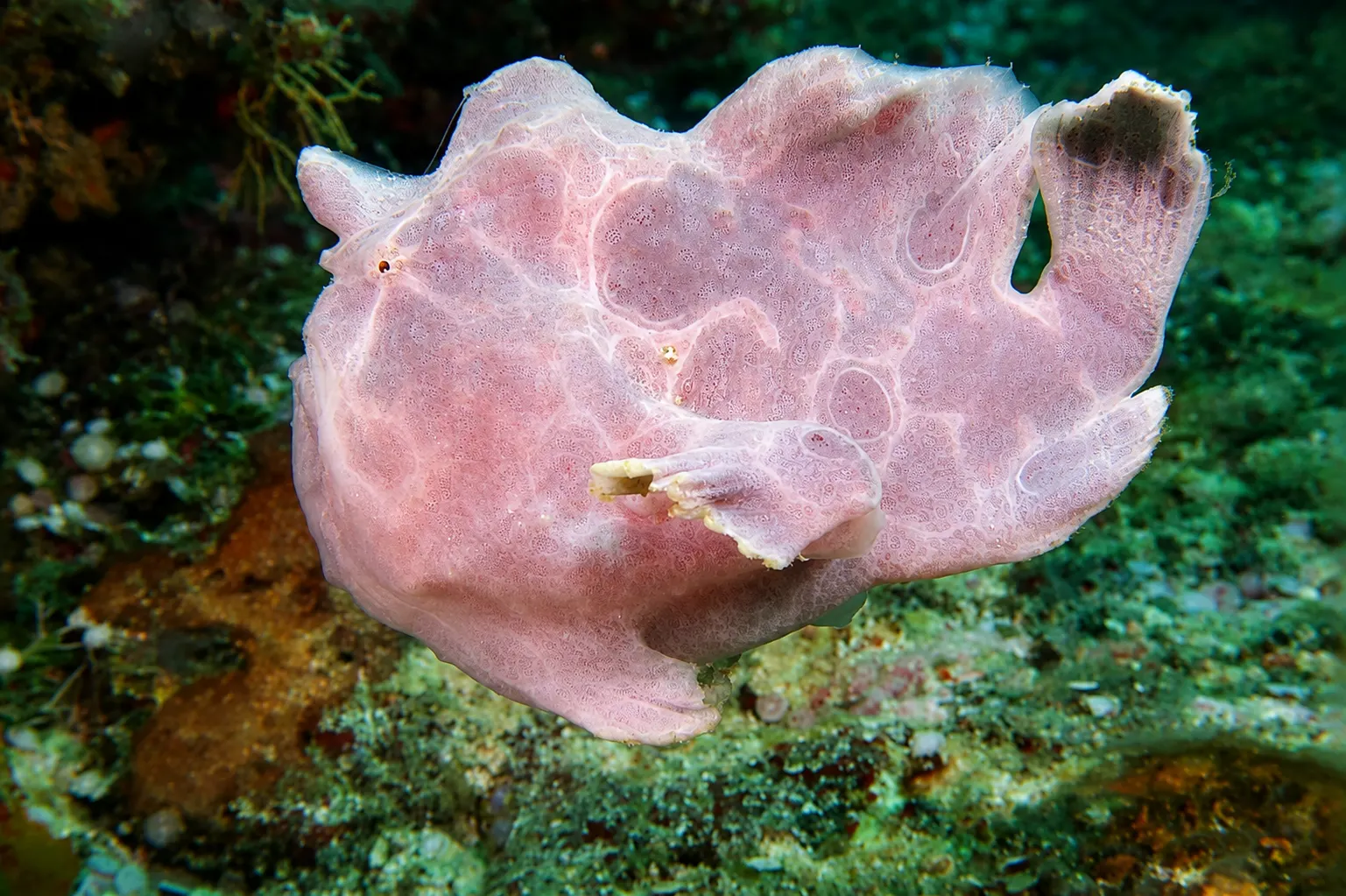 A pink frogfish