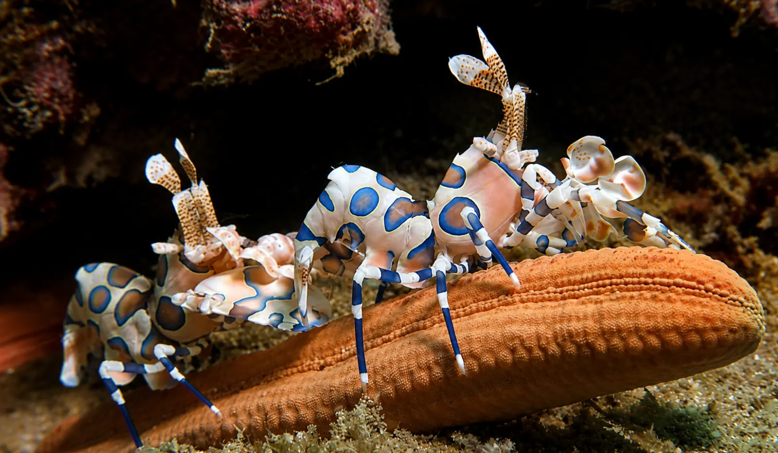 Harlequin shrimp on a starfish