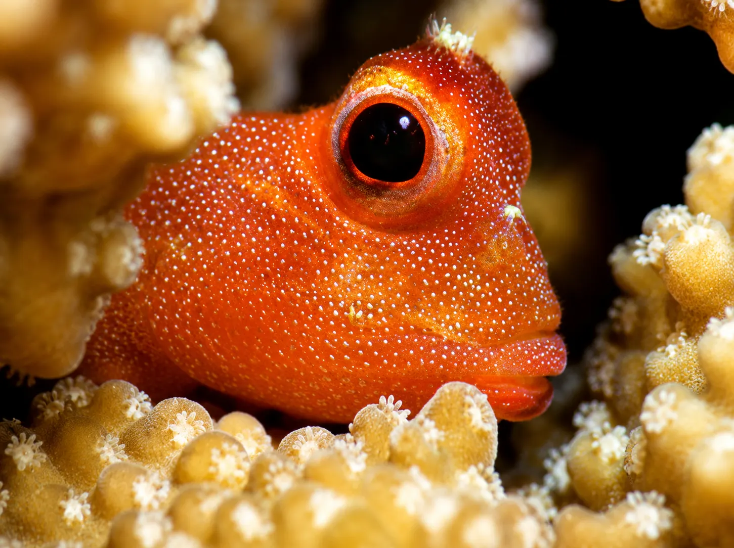 An orange fish among coral polyps