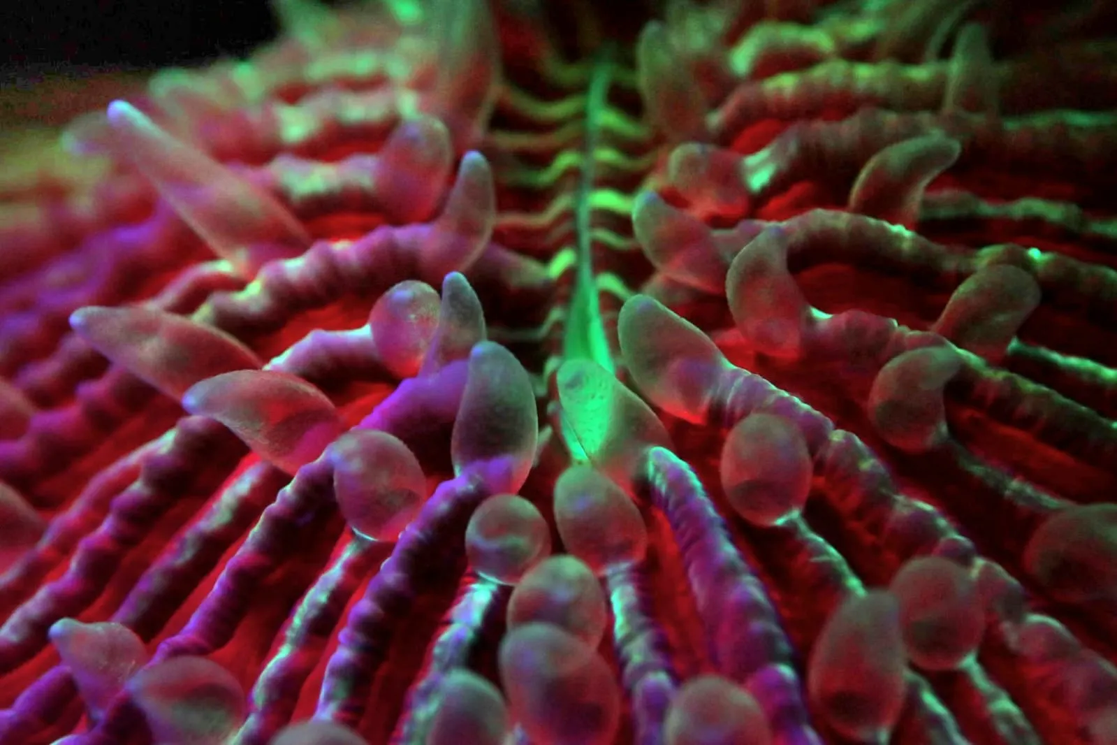 An anemone under fluo light