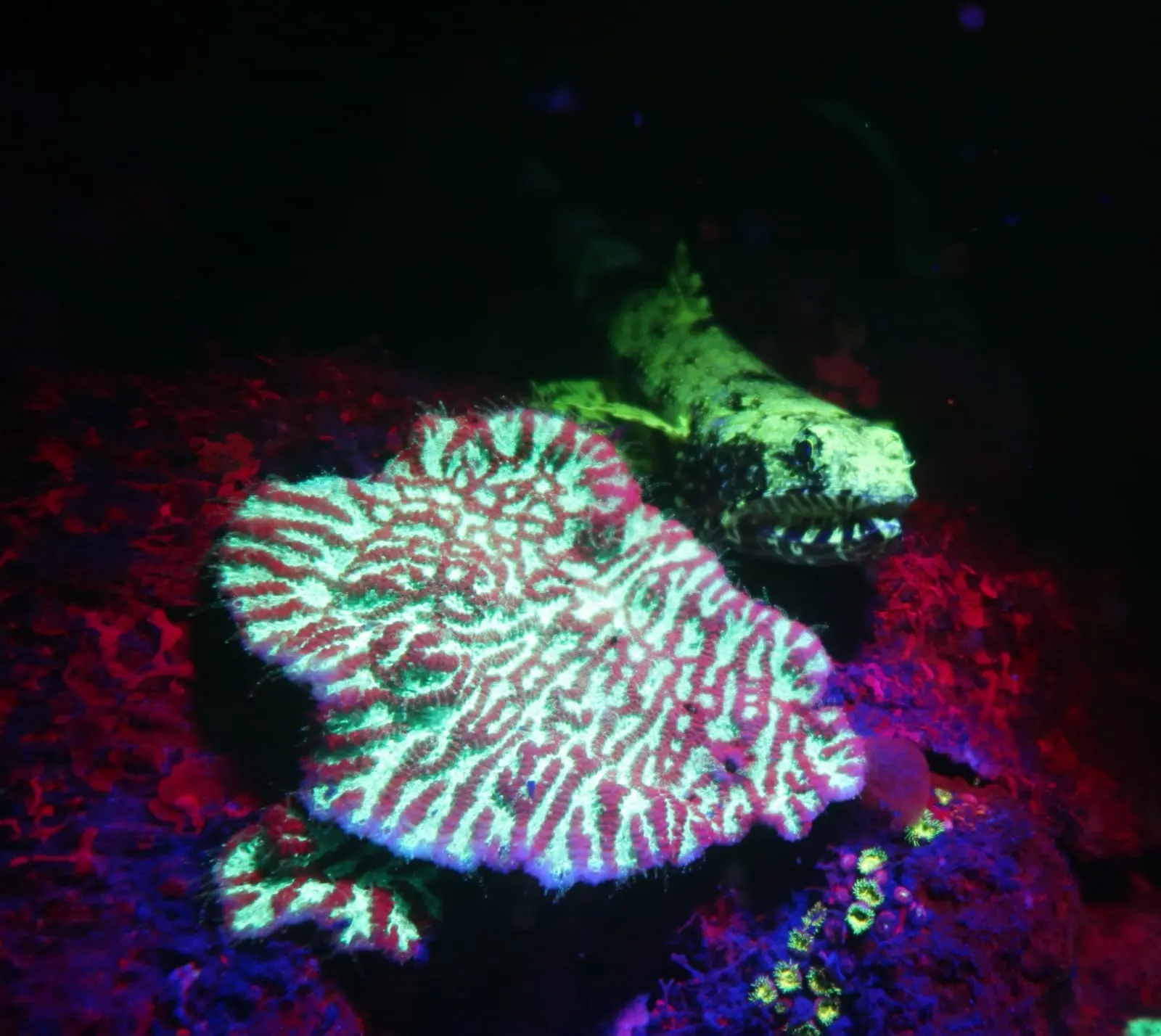 Coral fluorescing on a fluo dive