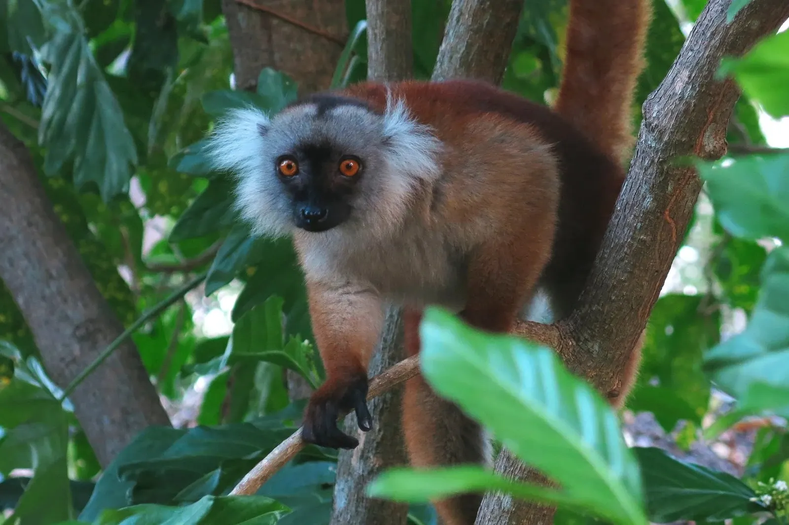 A female black lemur in a tree
