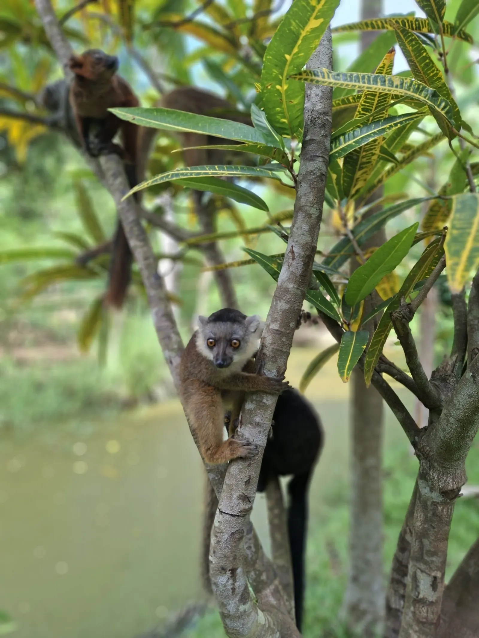 A black lemur in the canopy