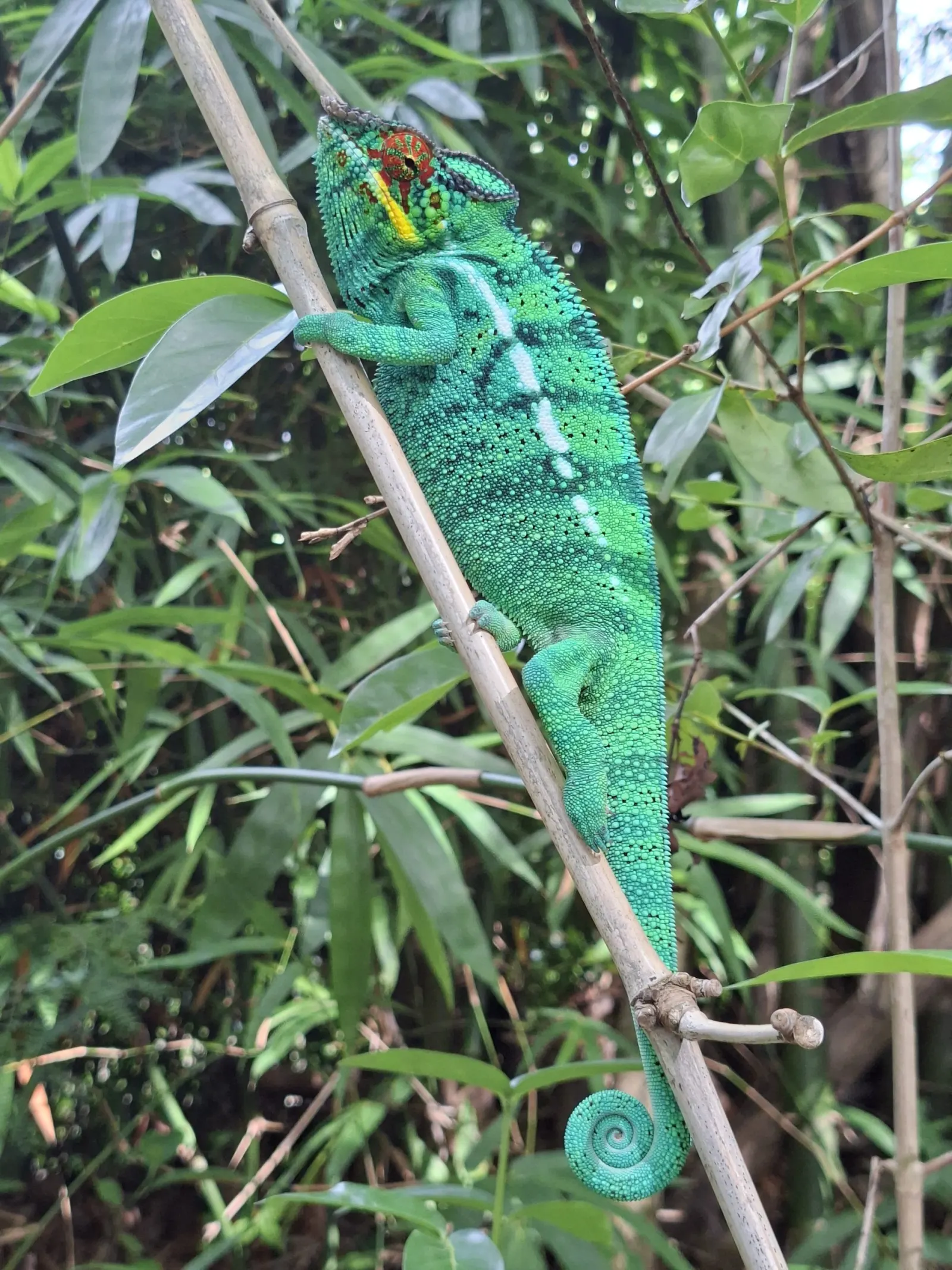 A panther chameleon on a branch