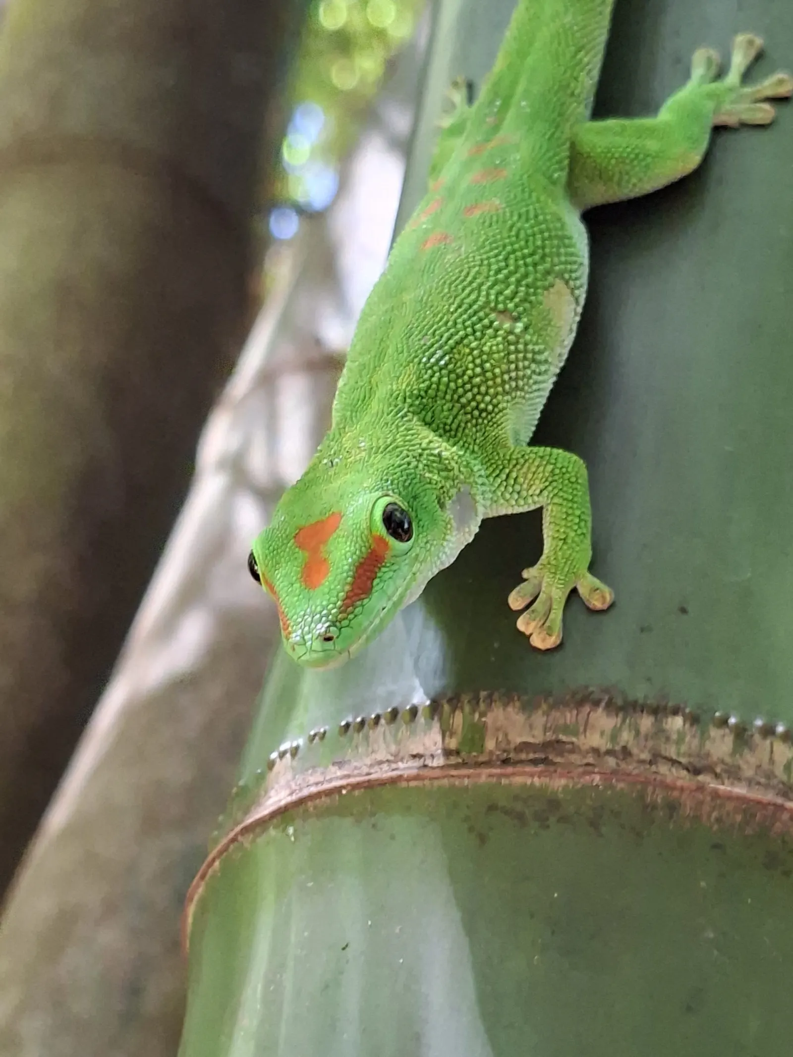A day gecko on a stem