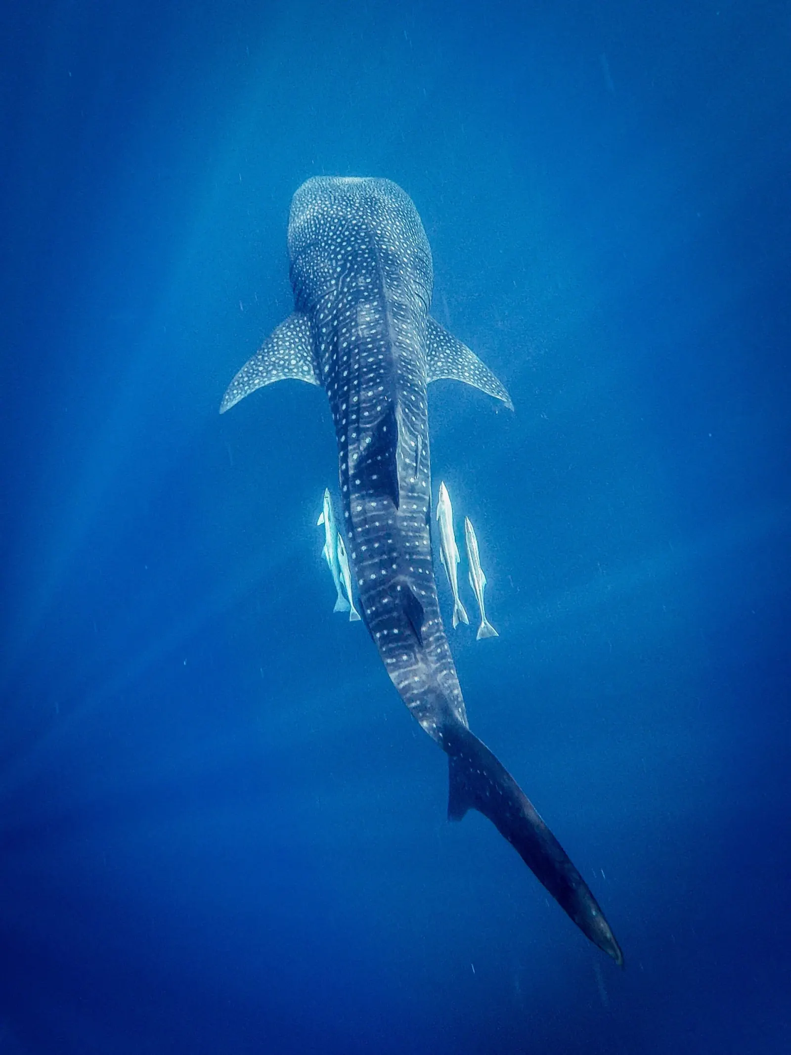A whale shark in the blue