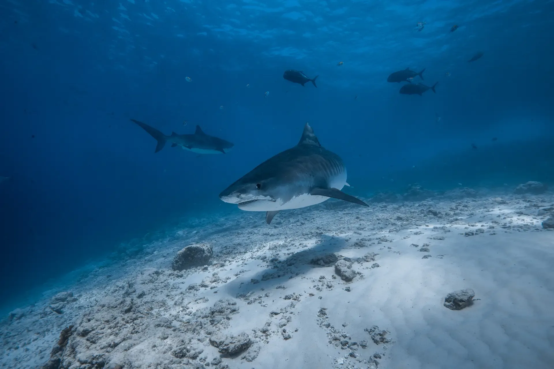 Tiger sharks over the sandy bottom off Fuvahmulah
