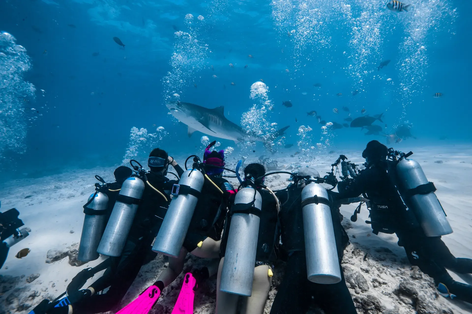 Kneeling divers watch a tiger shark, Fuvahmulah