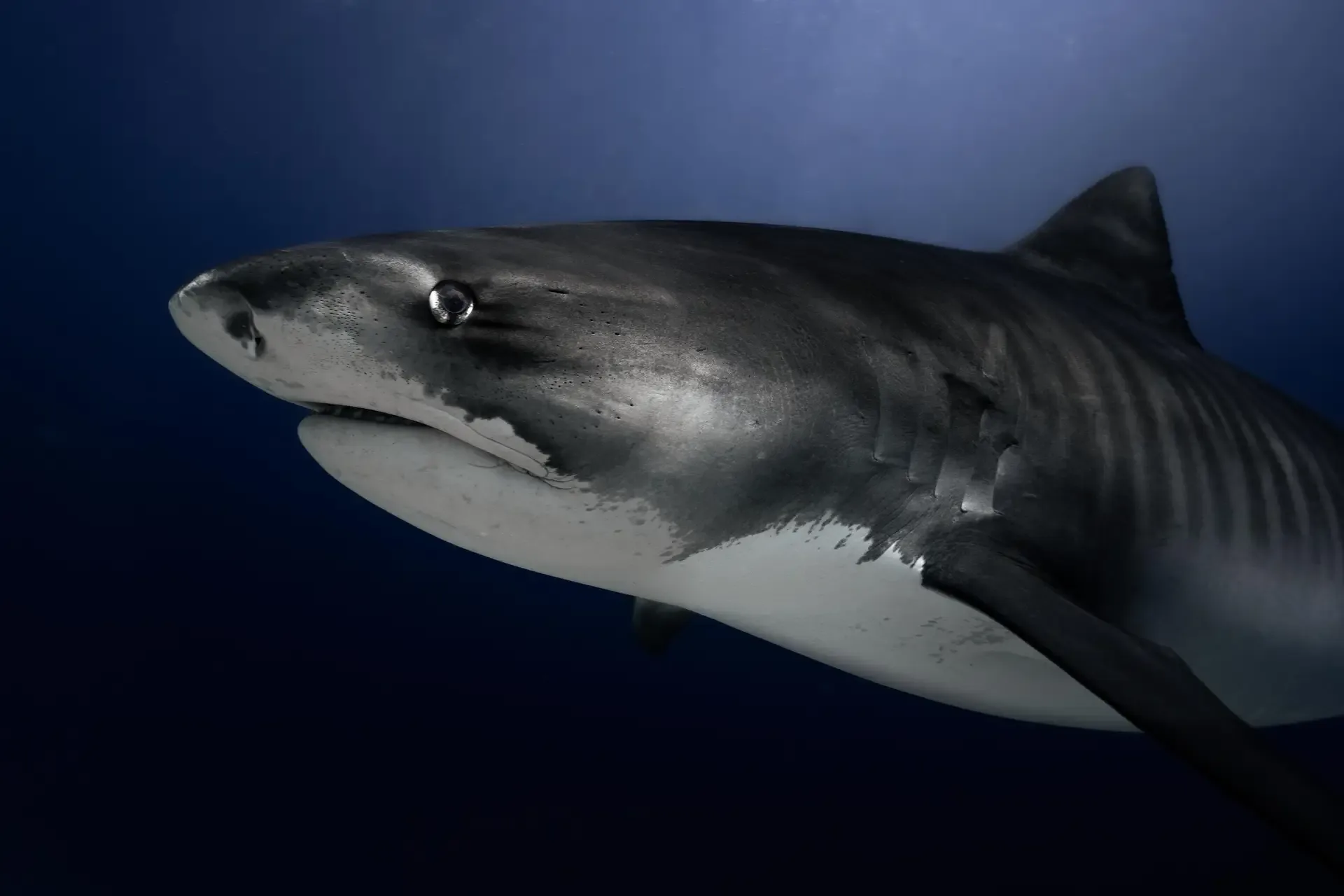 Close-up of a tiger shark in blue water
