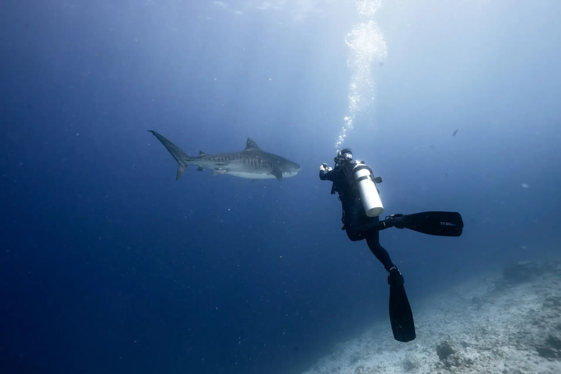 A diver and a tiger shark in open water off Fuvahmulah