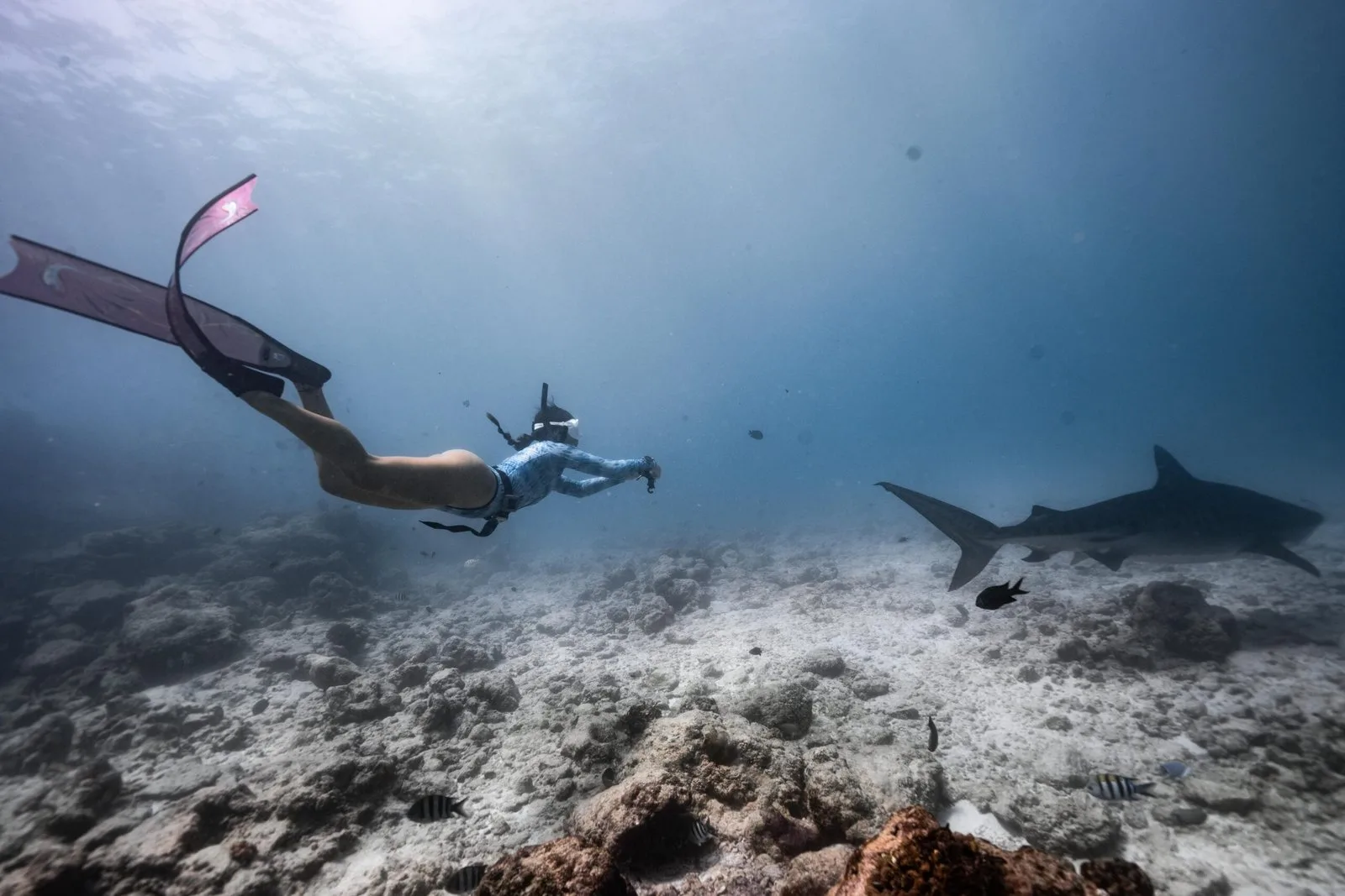 A freediver near the bottom beside a tiger shark