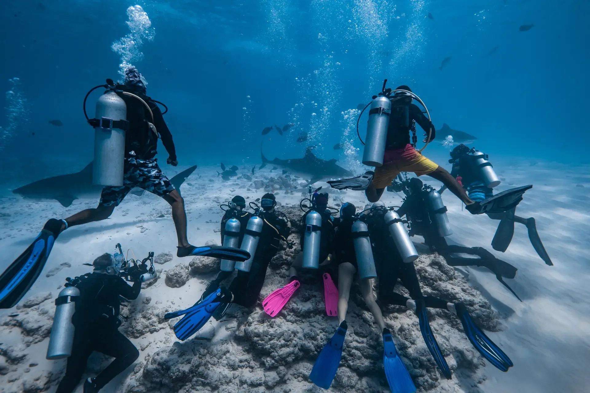 A group of divers at Tiger Point with sharks around