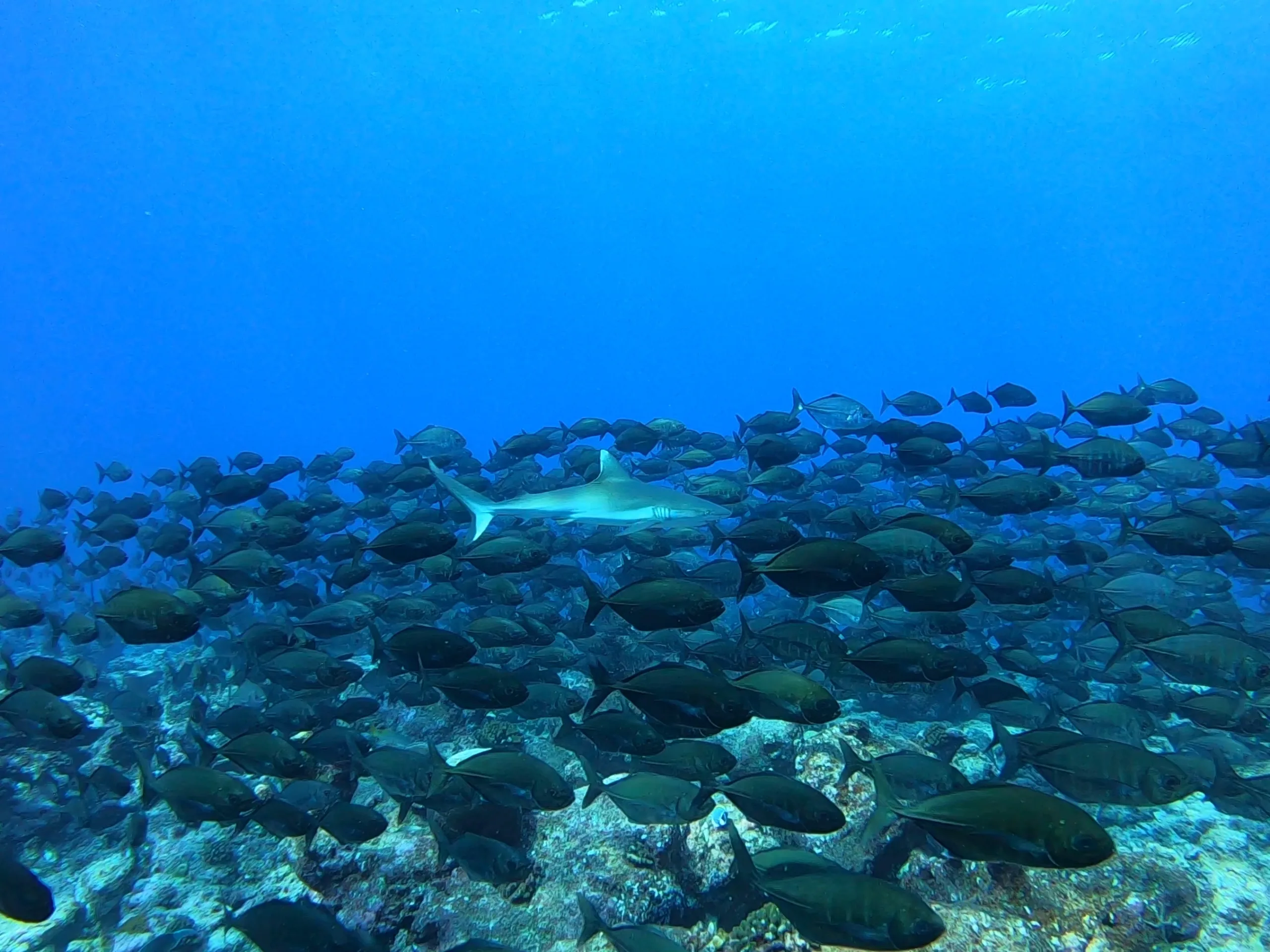 A grey reef shark among schooling fish off Fuvahmulah