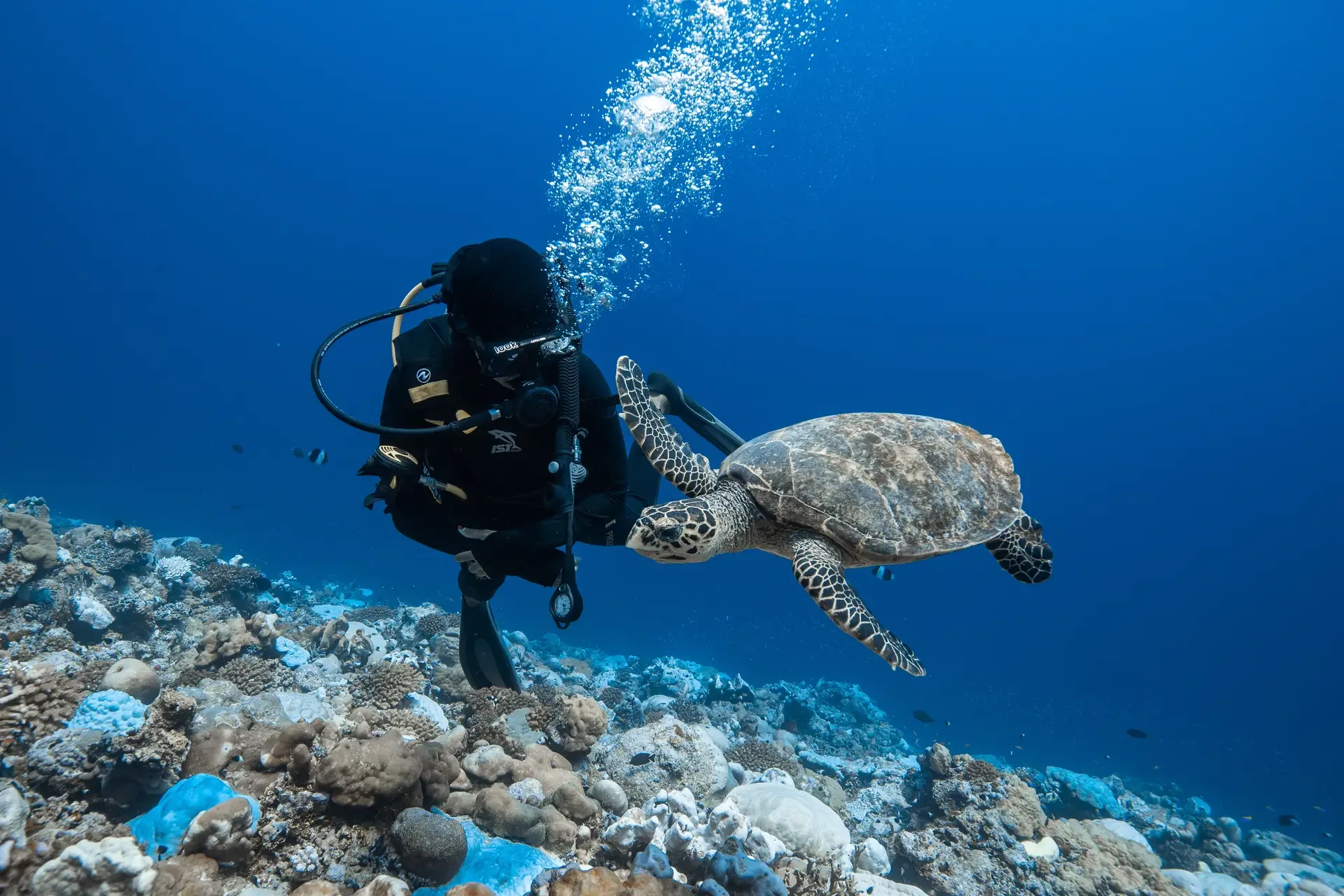 A diver and a turtle over the reef