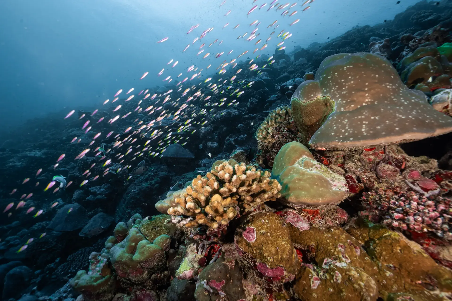 A school of small fish over hard corals