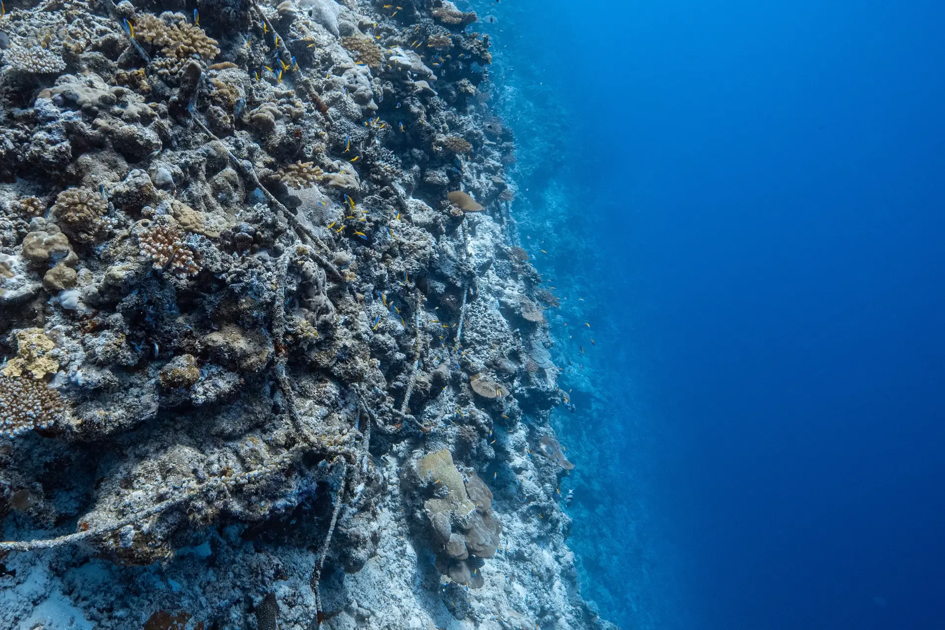 A sheer reef wall dropping into the ocean