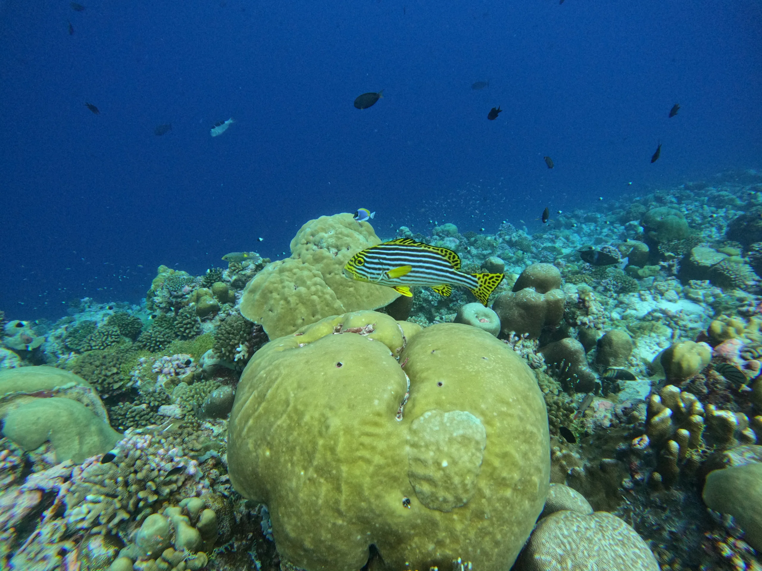 Coral garden with an oriental sweetlips