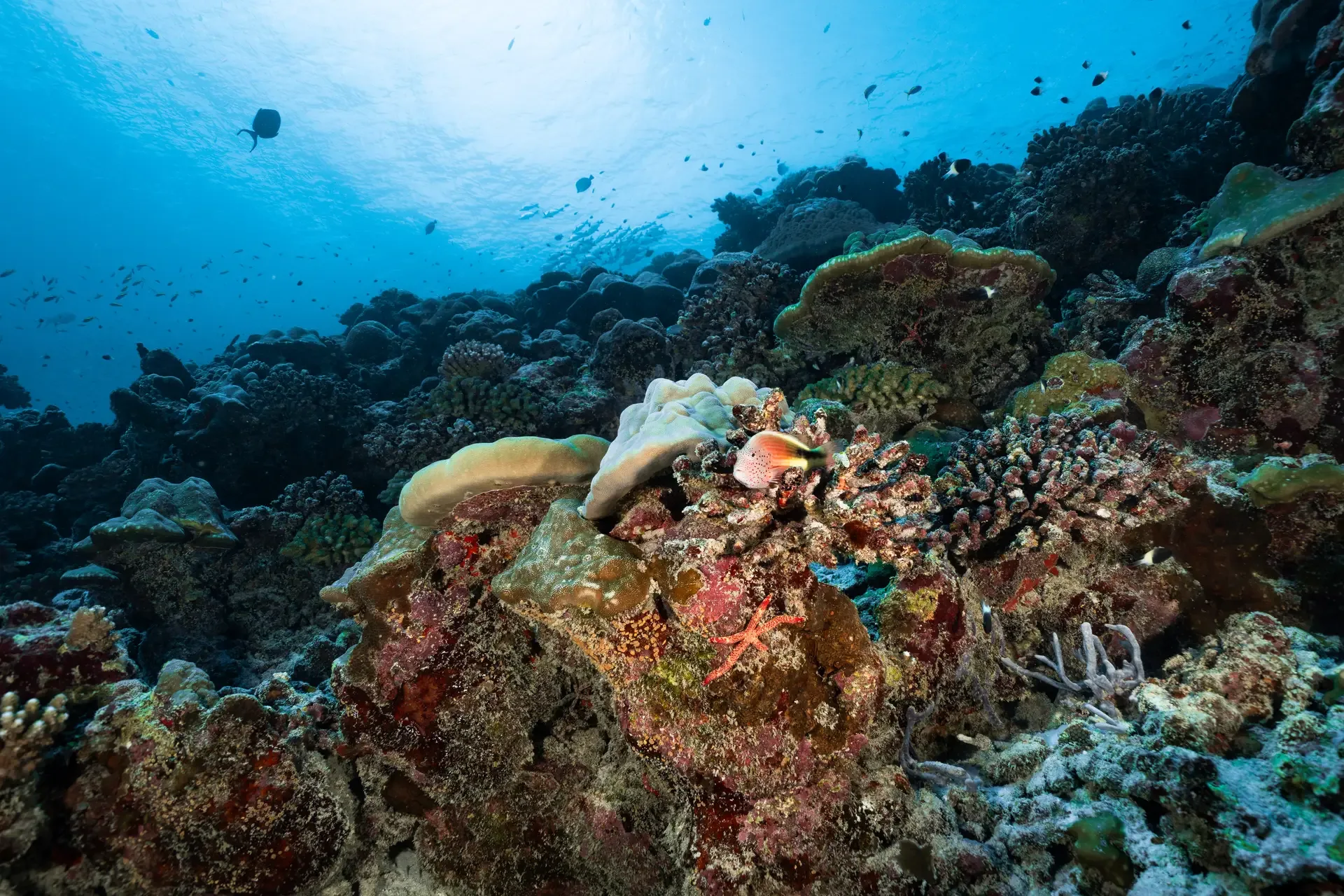 Corals on the Fuvahmulah reef slope