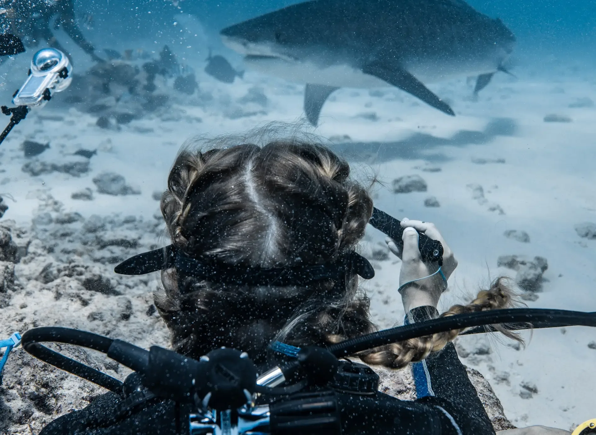 A diver and a tiger shark over the sand