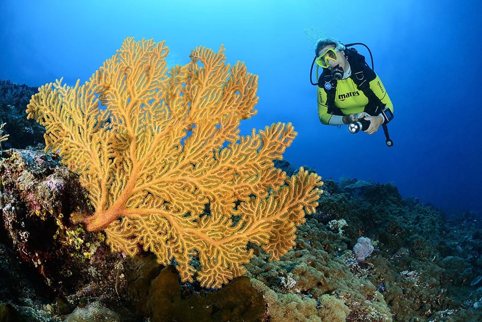 A diver beside a gorgonian on the Bunaken wall