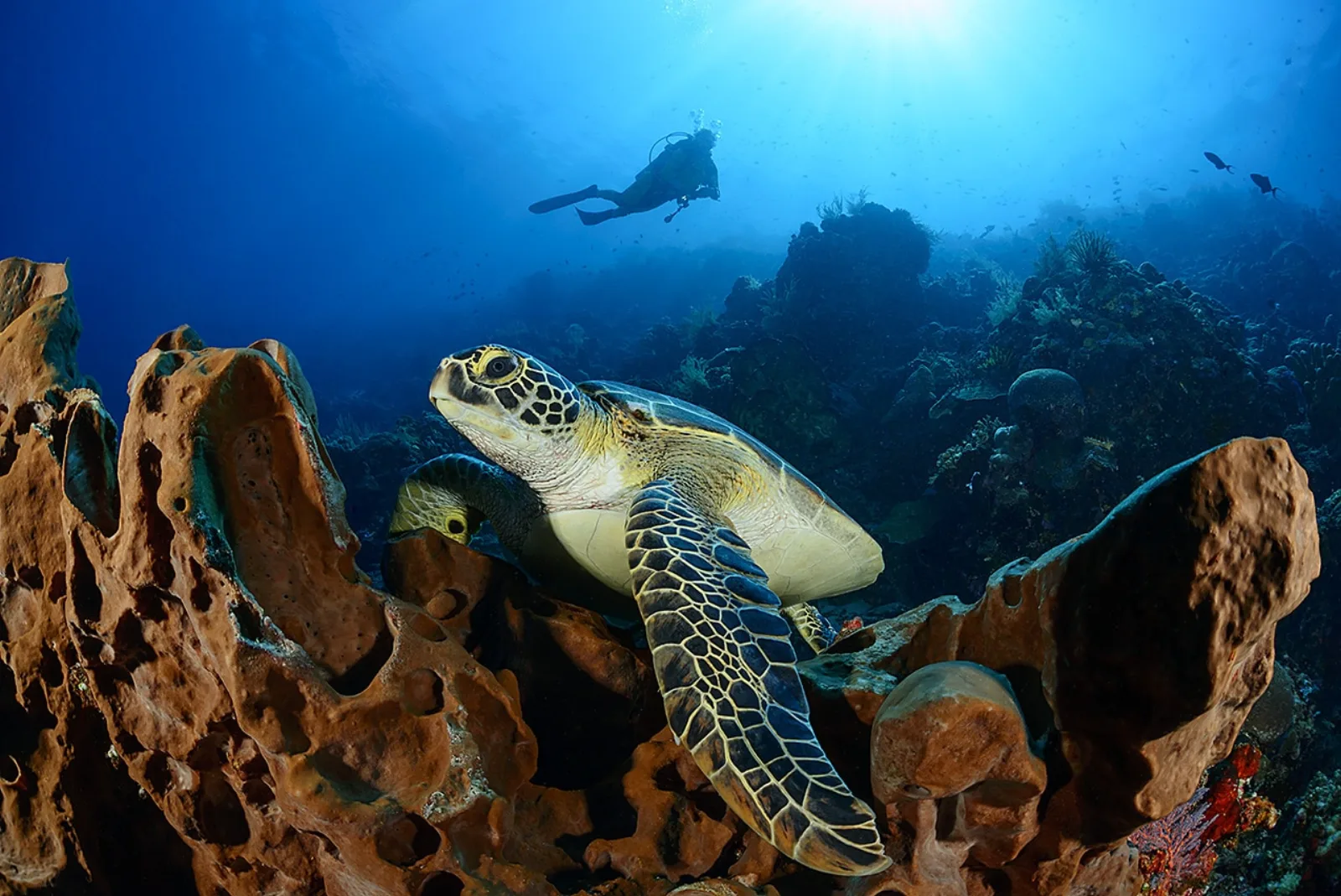 A green turtle over the corals