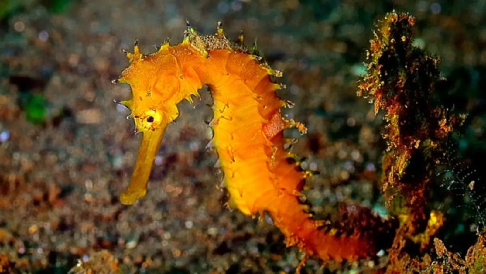A seahorse on the sandy slope