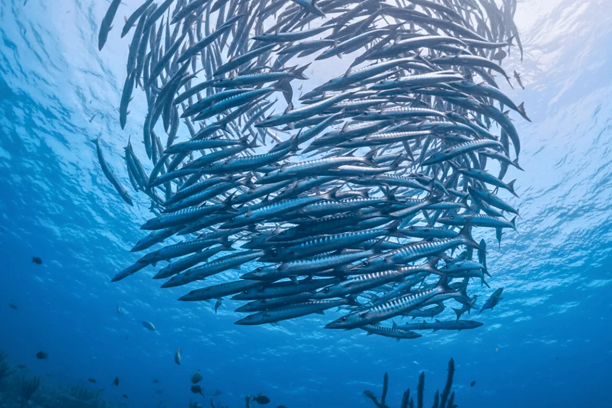 Barracuda spiral in the blue