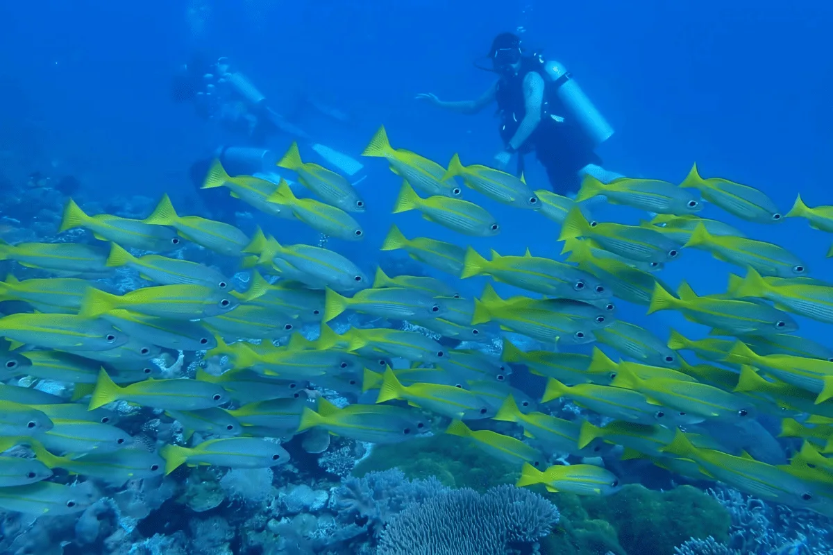 A school of yellow snapper and a diver